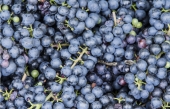 Les vignobles ont besoin de cueilleurs pour les vendanges
