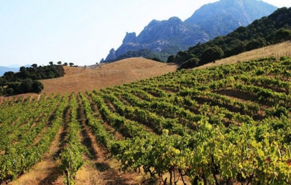 La fili&egrave;re viticole corse se porte &agrave; merveille