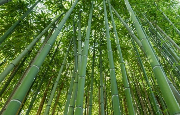 Le bambou géant : une possible filière d&#039;avenir en France?