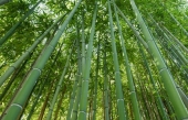 Le bambou géant : une possible filière d&#039;avenir en France?