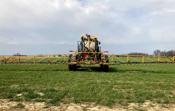 La Vergerette du Canada, nouvelle mauvaise herbe résistante au glyphosate