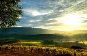 Franciscan, un remarquable domaine vinicole californien