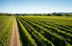 Le Vignoble de la Rivière du Chêne