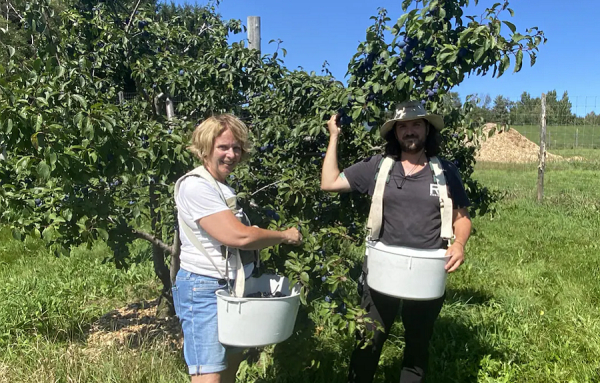 Cidre de prunes: la LOURDE bureaucratie à son meilleur