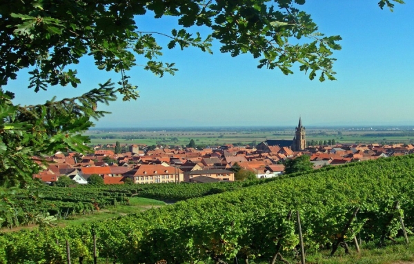 Un vigneron talentueux, de superbes vins d’Alsace, à la recherche d’un agent