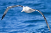 Des albatros espions pour repérer les responsables de pêche illégale