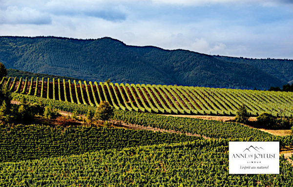 Anne de Joyeuse, des vins de joie et de gourmandise