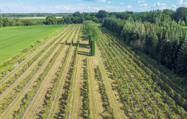 Les motels agricoles, un nouveau mod&egrave;le &agrave; l&rsquo;&eacute;tude