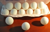 SCANDALE EN EUROPE - Des milliards d’œufs empoisonnés détruits