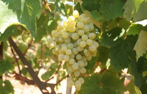 Le Vidiano &ndash; un c&eacute;page indig&egrave;ne unique de la Cr&egrave;te