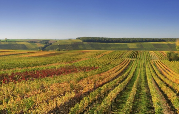Les viticulteurs de Gironde pourront augmenter leurs réserves de vin
