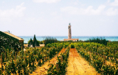 Dégustation de vins siciliens de Cantine Ermes