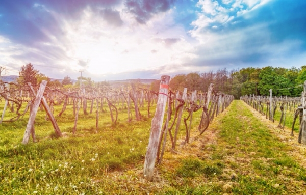 Ces vins de cépages qui sont moins connus...
