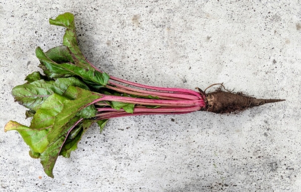 100 professionnels Gardiens de Semences partout au Québec!