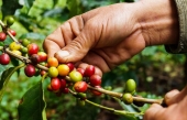 La production mondiale de café est menacée