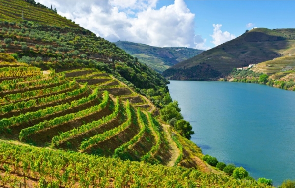 Le vin bon marché du Douro nuit gravement à l&#039;industrie, selon Paul Symington