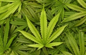 Constellation Brands investit 5 milliards dans le cannabis