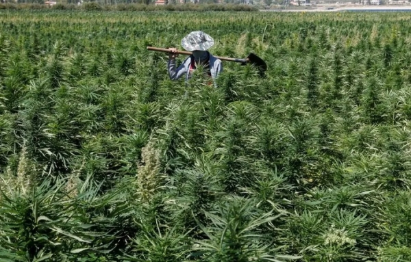 Le Liban légalise le cannabis à des fins médicales