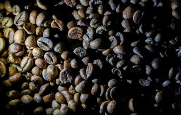 Le café, victime du changement climatique: les prix explosent