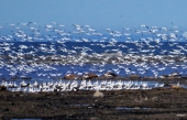 Faune ail&eacute;e en bord de mer &agrave; Rimouski