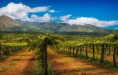 Tour d’horizon de la situation des vignobles  au Chili, au Portugal et en Italie