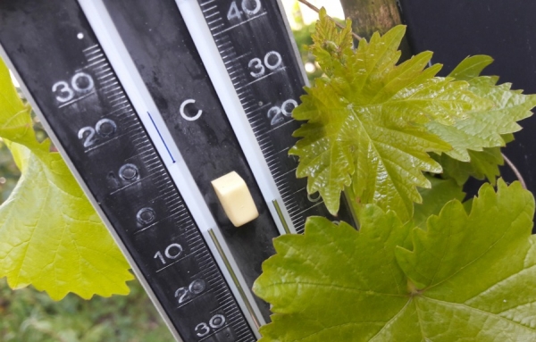 Les Saints de Glaces : mythe ou r&eacute;alit&eacute;?