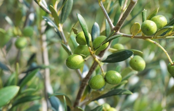 Corse: les tests &agrave; la bact&eacute;rie "tueuse d'oliviers" s'av&egrave;rent n&eacute;gatifs