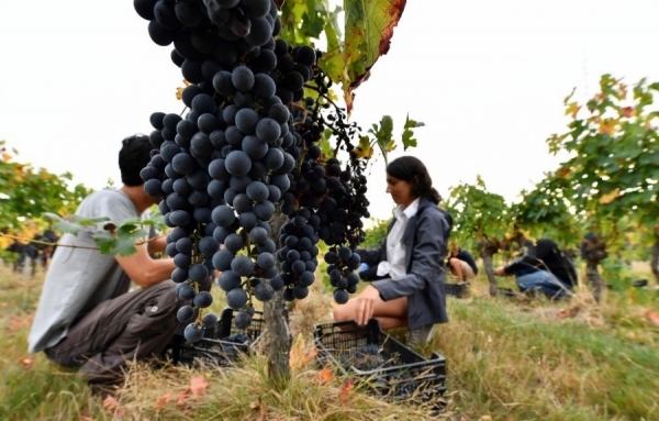 Emmanuel Macron veut faire du vignoble fran&ccedil;ais le premier du monde sans glyphosate