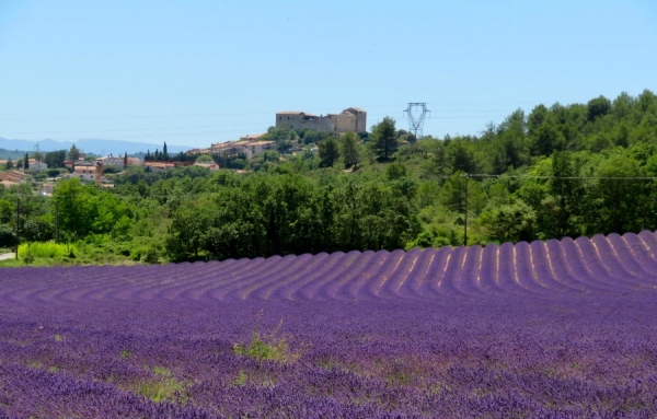 Un champs de lavande du Plateau de Valensole