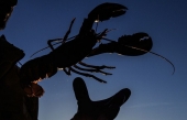 La saison du homard 2019 s'annonce excellente aux &Icirc;les-de-la-Madeleine