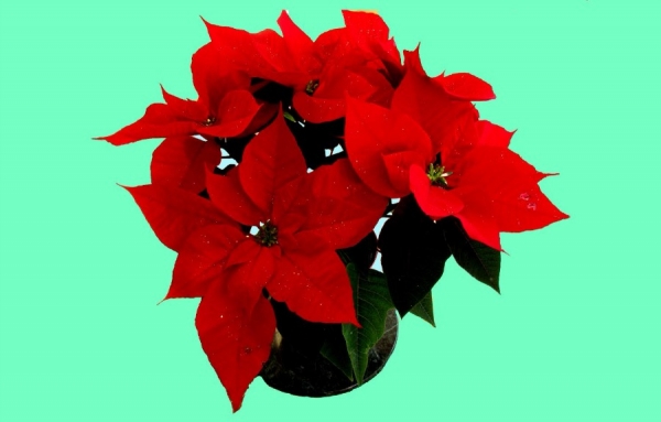 Mes vœux de Noël et de Bonne Année