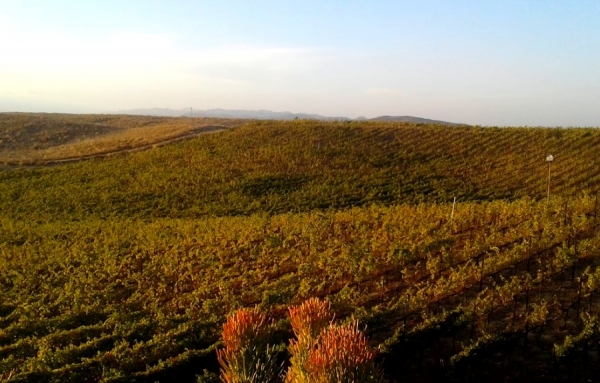 Temecula, Californie, une destination vinicole &agrave; d&eacute;couvrir
