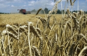 Selon Dr Jean Seignalet, le blé d&#039;aujourd&#039;hui serait toxique