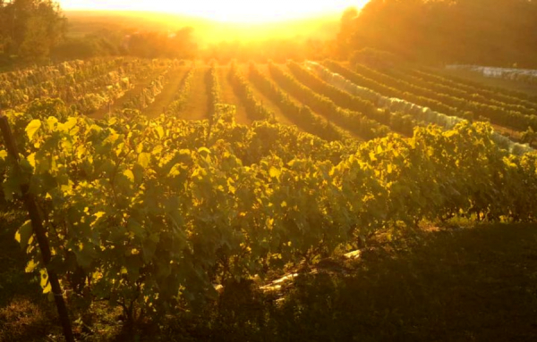 Excursion vinicole à Dunham, région de Brome-Missisquoi (en rediffusion)