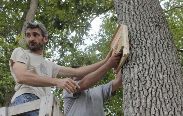 Les chauves-souris amis des vignerons en Monbazillac