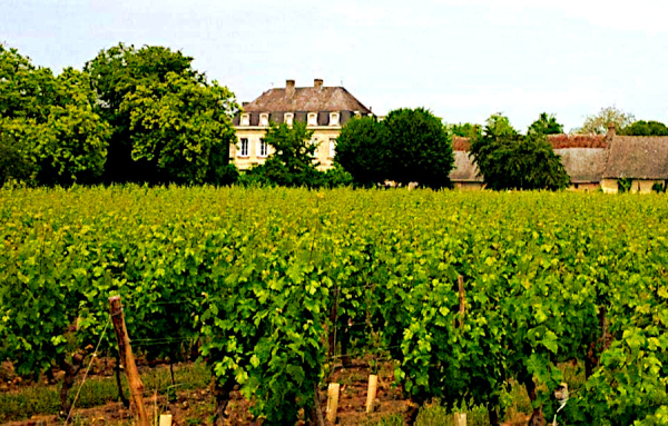 La Niverdière, un domaine très prometteur à Chinon