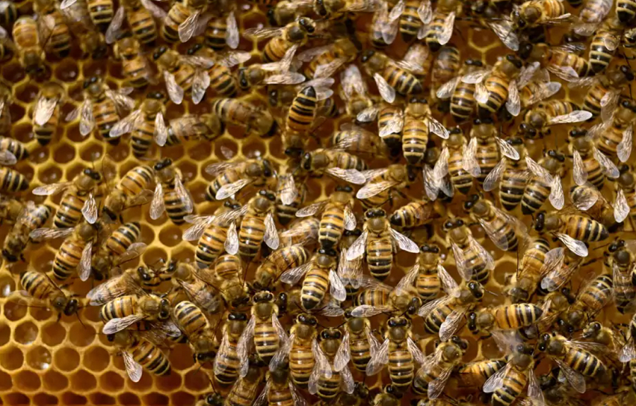 Boucar Diouf nous parle de biodiversité des abeilles