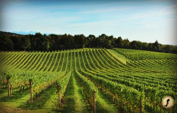 Pinot Grigio, de l’or en bouteille