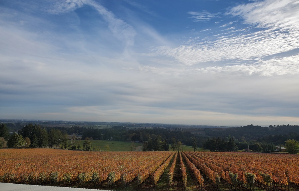 Vignoble Domaine Roy &amp; Fils, Dundee, Oregon