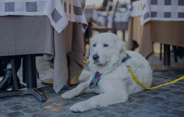 Les chiens désormais autorisés sur les terrasses de restaurants