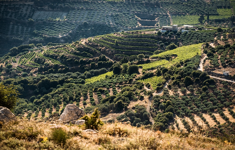 Vins grecs à l’honneur