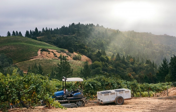 Un Cabernet-Sauvignon exceptionnel
