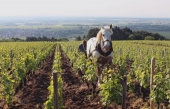 Grand Cru, le documentaire de David Eng avec Pascal Marchand, est en ligne