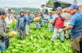 Les employés latinos à la rescousse des agriculteurs québécois
