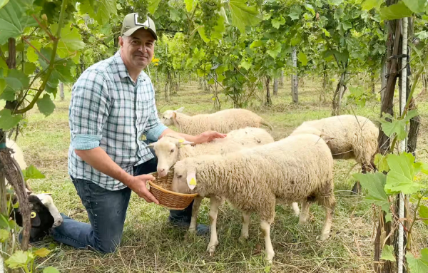 Des moutons et des hirondelles au Vignoble de La Bauge