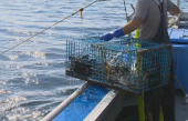 L&#039;industrie canadienne du homard est inquiète