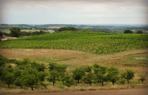 Le vignoble du Château Trolliet-Lafite, en terre de Bergerac