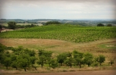 Le vignoble du Château Trolliet-Lafite, en terre de Bergerac