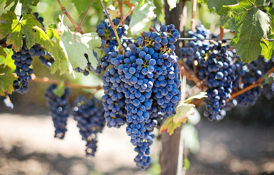 France – La production de vin en 2024 attendue en forte baisse après les divers incidents climatiques