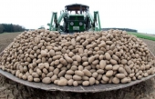 Pénurie de pommes de terre: les Fermes Cavendish forcées de fermer une usine